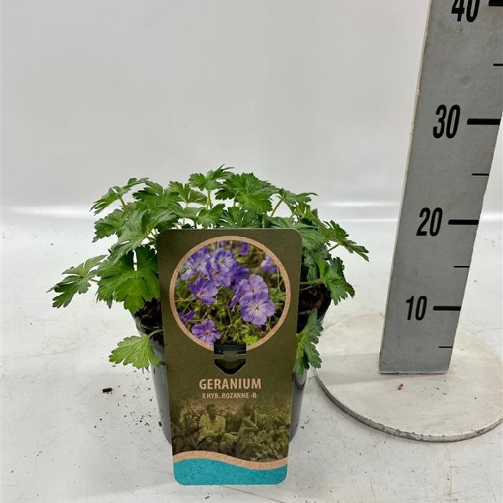 Näva – Geranium 'Rozanne' - C3